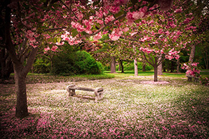 Bild Bank unter Bäumen mit Kirschblüten